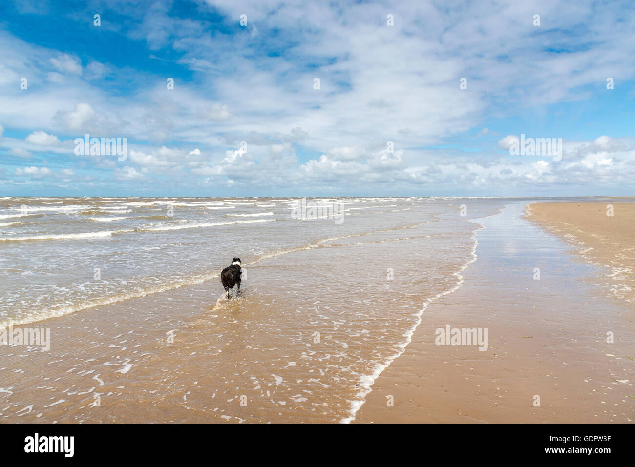 Border Collie cane che corre lungo la riva del mare, godendo di ampio spazio aperto a Formby punto, Merseyside. Foto Stock