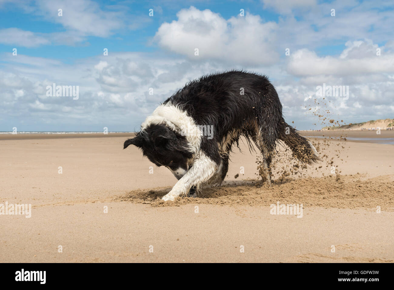 Border Collie cane divertendosi lo scavo su una spiaggia a Formby punto, Merseyside England. Foto Stock