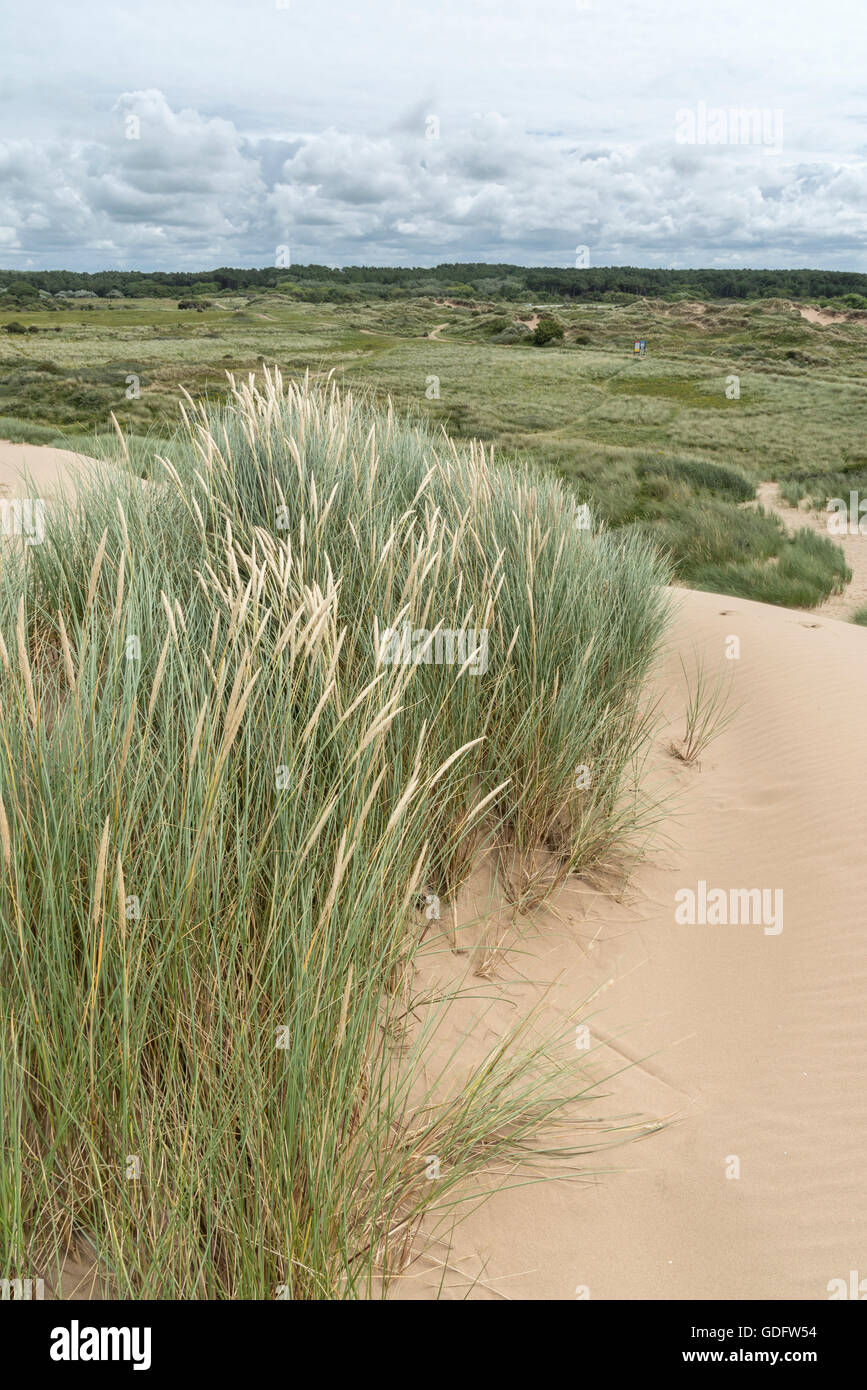 Marram erba che cresce su dune di sabbia a Formby punto sulla costa del Merseyside, nord-ovest Inghilterra. Foto Stock