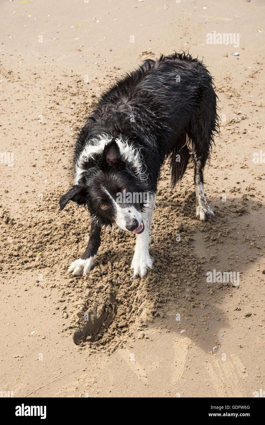 Border Collie cane divertendosi lo scavo su una spiaggia a Formby punto, Merseyside England. Foto Stock