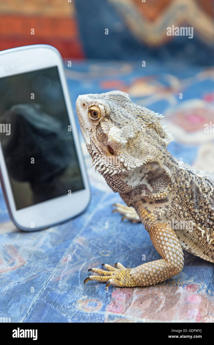 Lucertola AGAMA SA è sdraiato sul divano e sta cercando di smart phone. La sua riflessione è sulla schermata telefono intelligente. Foto Stock