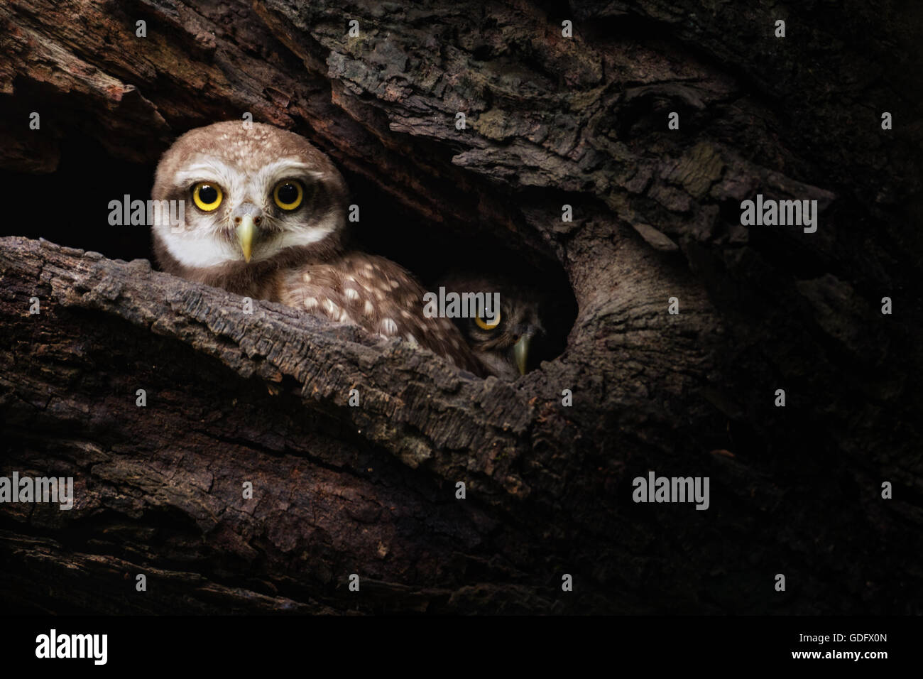 Due sorpreso Spotted gufi Foto Stock