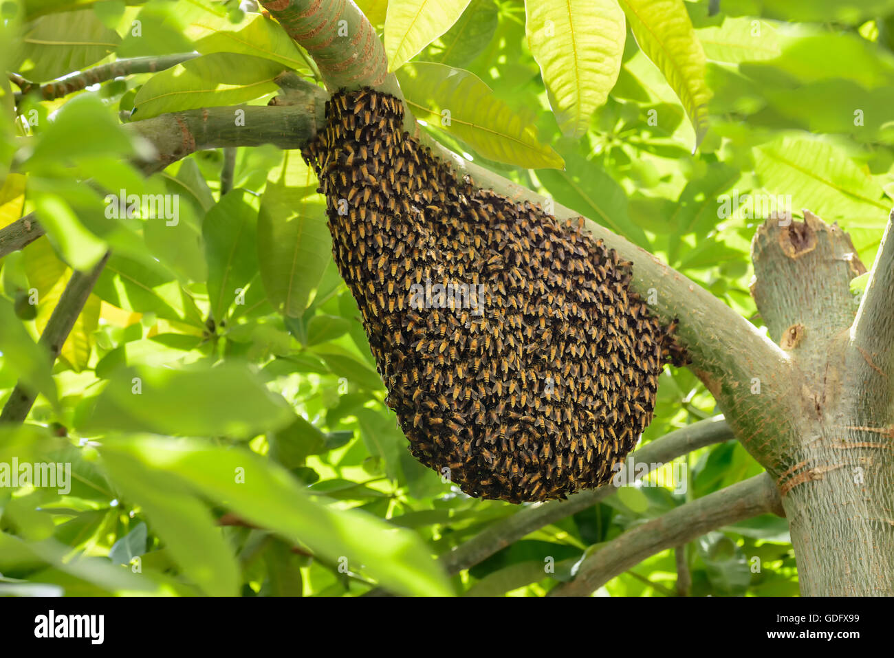 sciame di vespe Foto Stock