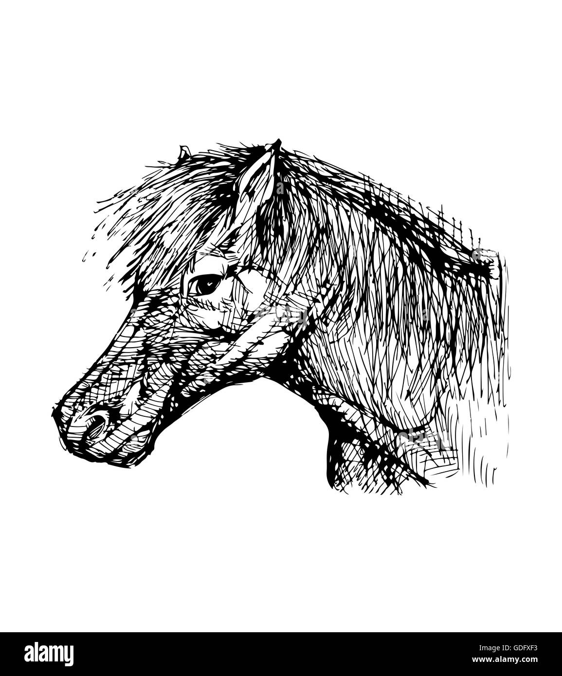 Disegnato a mano illusttration vettore o il disegno di una testa di cavallo Foto Stock