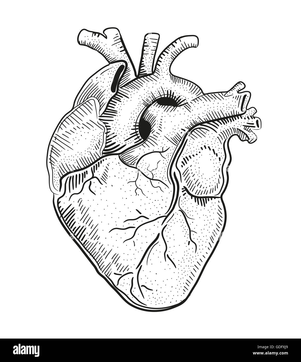 Hand Drawn Illustration Human Heart Immagini Hand Drawn