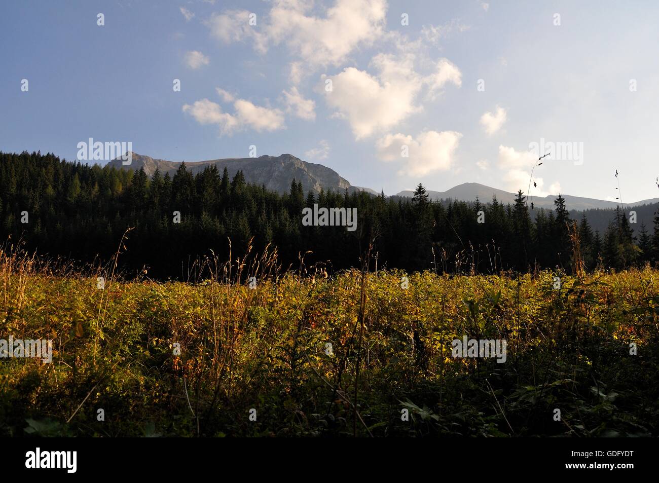 Nella valle di Tatra National Park, Polonia Foto Stock