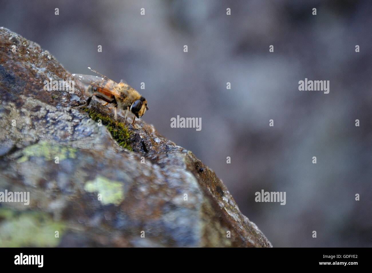 Il miele europeo bee sulla roccia nei monti Tatra, Polonia Foto Stock