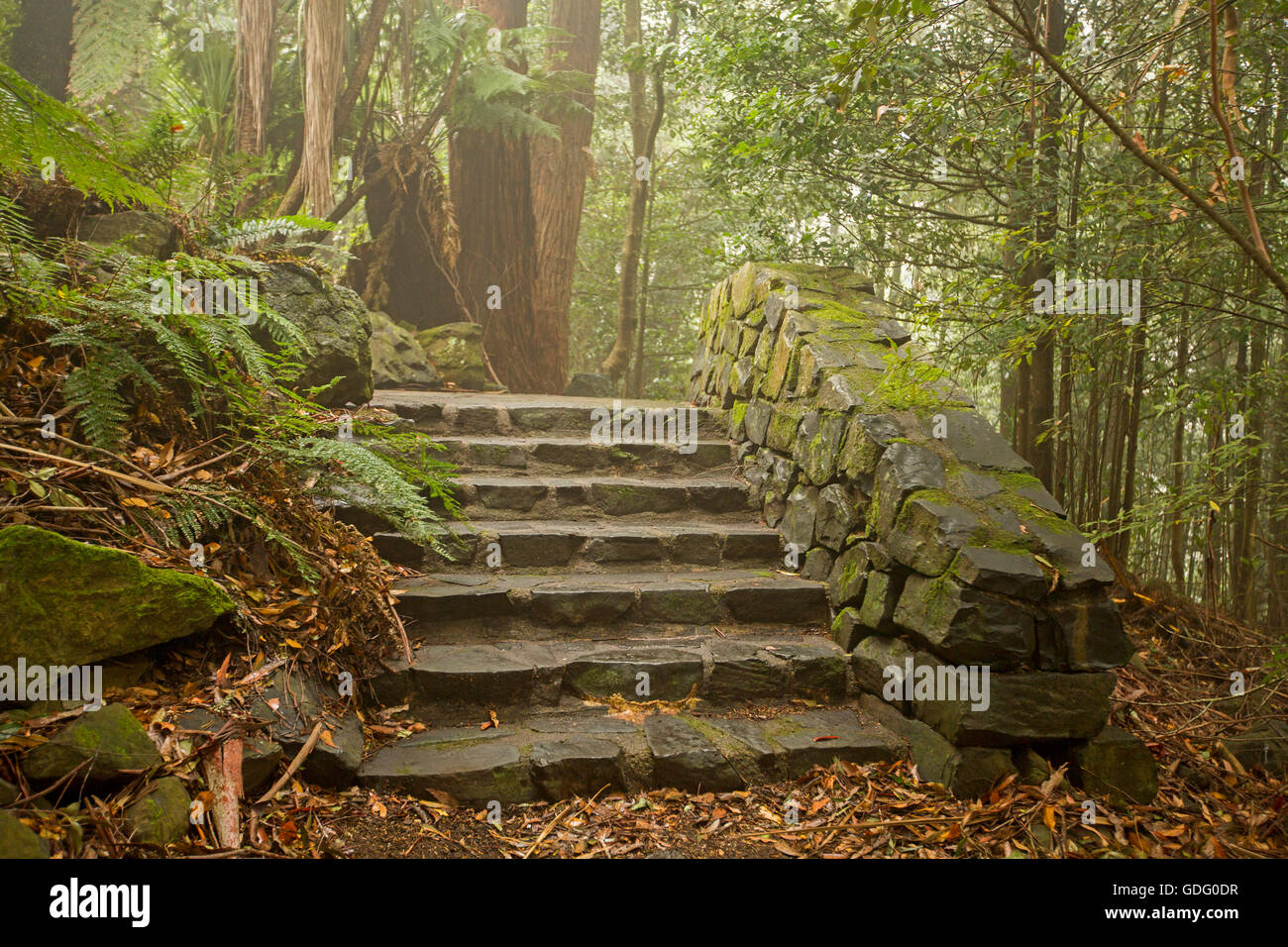 Mossy muro di pietra e la scalinata che conduce attraverso i giardini avvolta nella nebbia di luce con alberi di alto fusto, felci, mossy rocks & Foglie di autunno Foto Stock