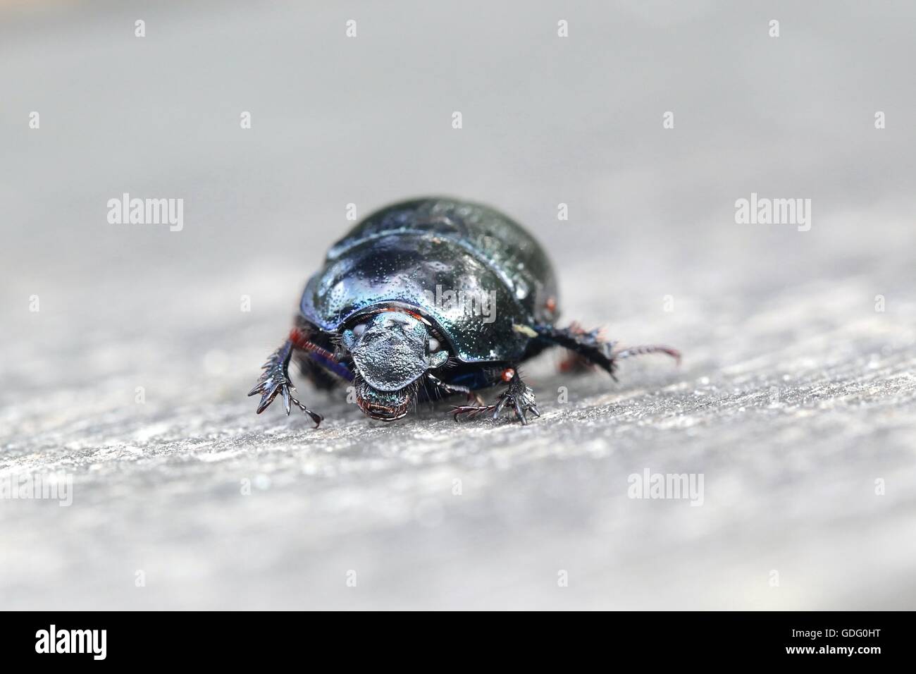Dung Beetle, Anoplotrupes stercorosus Foto Stock