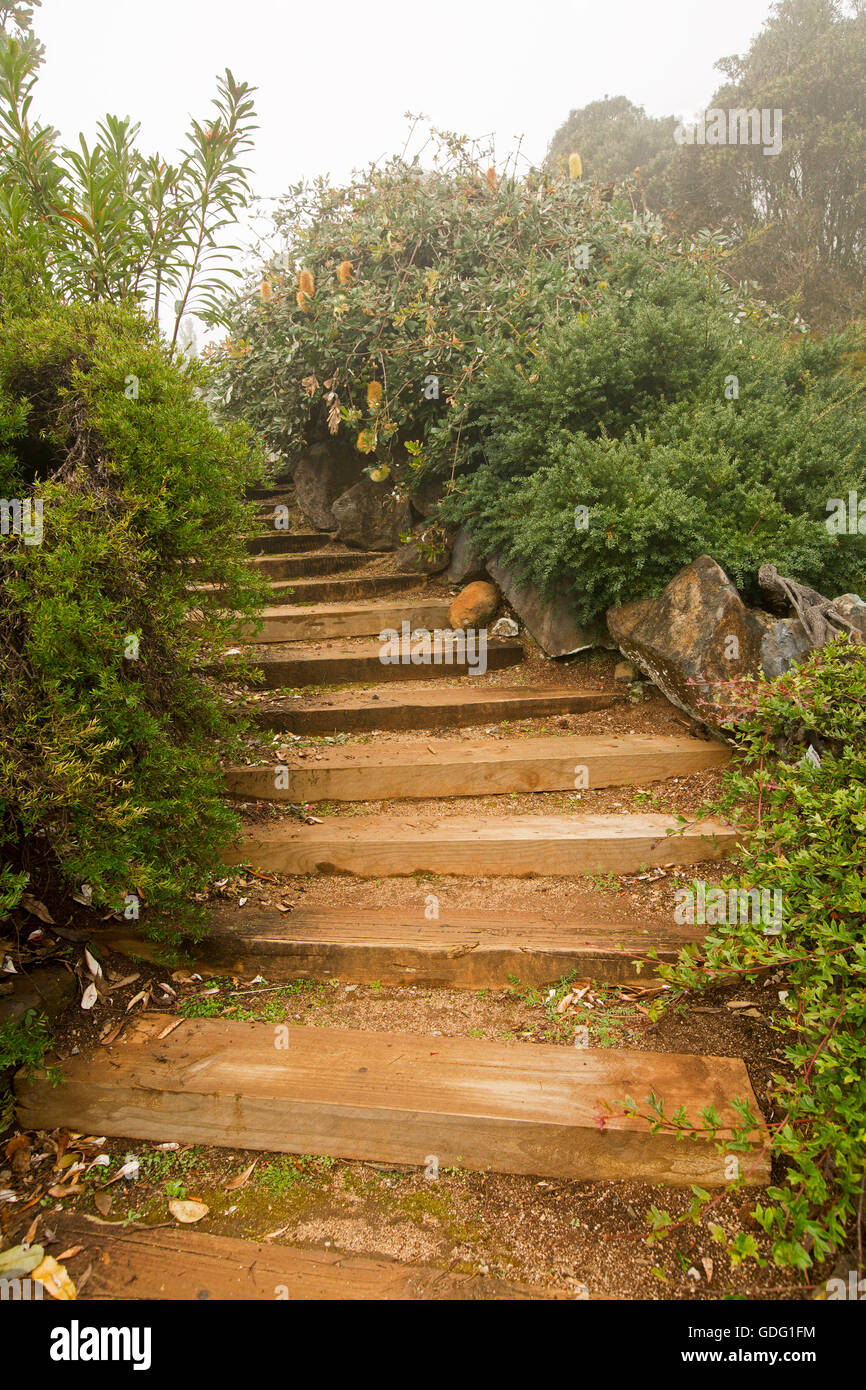 Ampia marrone a gradini in legno che conduce attraverso il giardino di arbusti fioriti drappeggiati con leggera nebulizzazione Foto Stock