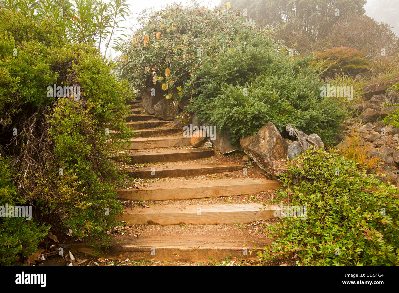 Ampia marrone a gradini in legno che conduce attraverso il giardino di arbusti fioriti drappeggiati con leggera nebulizzazione Foto Stock