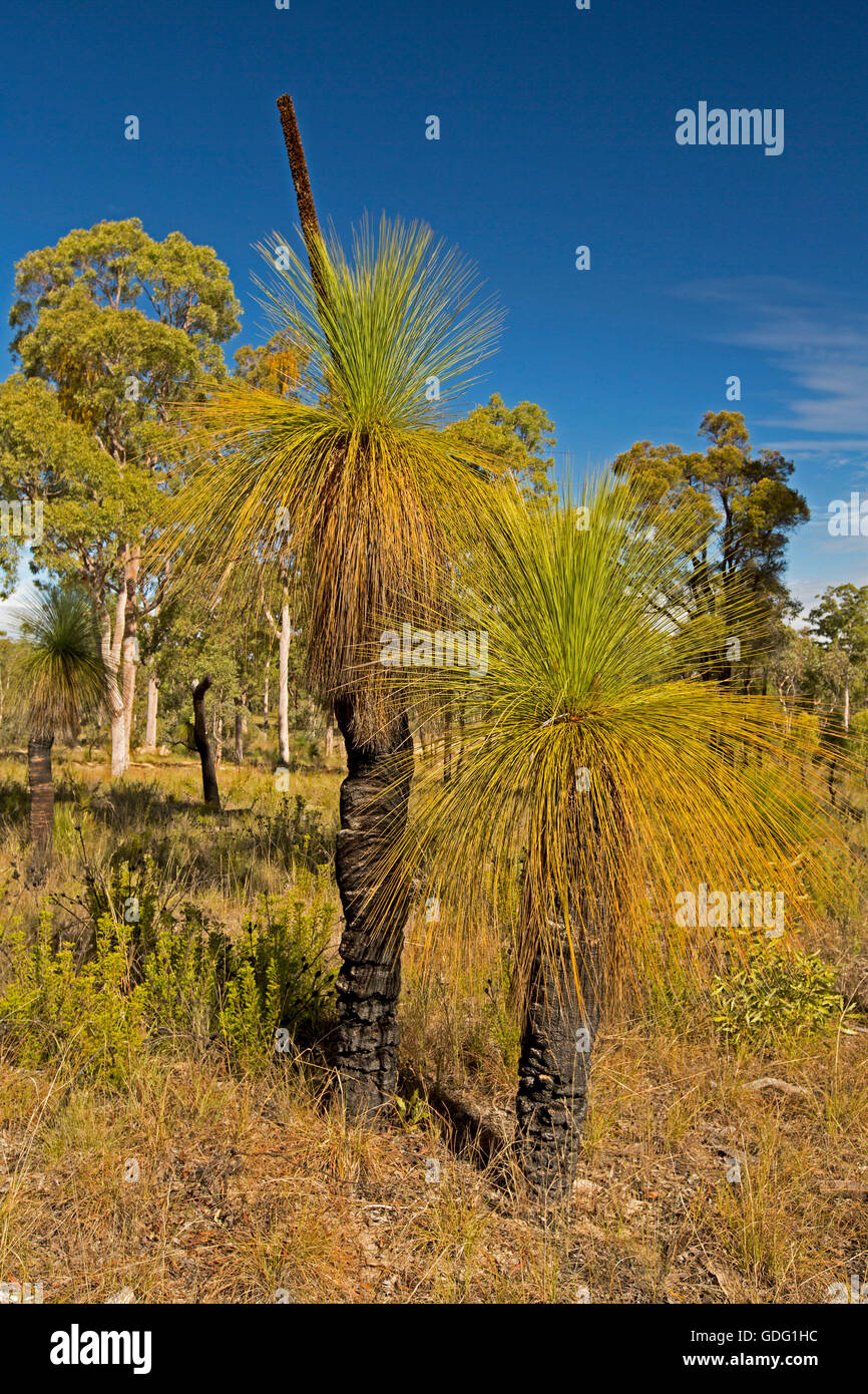 Specie Xanthorrahoea, nero ragazzi o erba alberi nativi Australiani piante che crescono in arido paesaggio di Carnarvon National Park Foto Stock