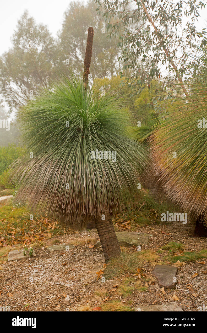 Xanthorrhoea johnsonii, erba albero o black boy, un australiano nativo di coltivazione di piante in giardino NSW drappeggiati in leggera nebulizzazione Foto Stock