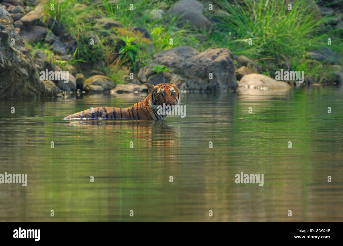 Tigre del Bengala il raffreddamento in una piscina naturale (fotografata al parco di cittadino di Corbett, India) Foto Stock
