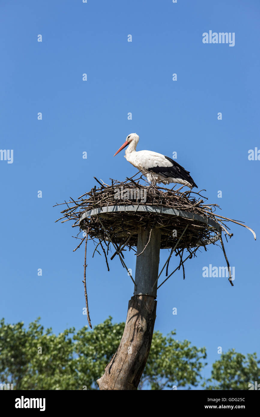 Cicogna bianca in legno immagini e fotografie stock ad alta risoluzione