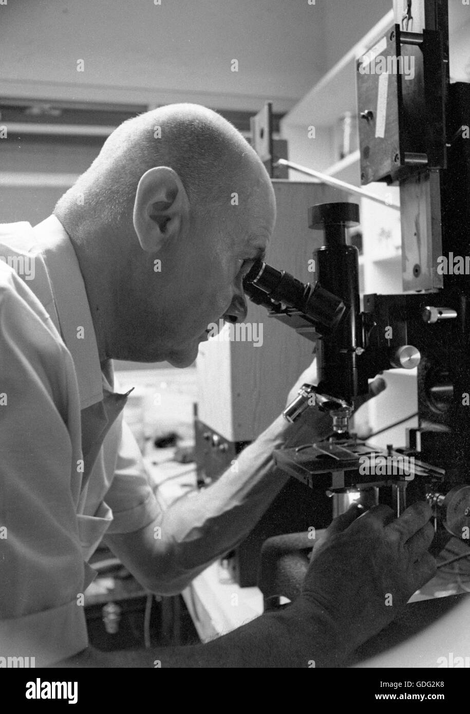Roman Vishniac lavorando nel suo laboratorio, 1961 Foto Stock