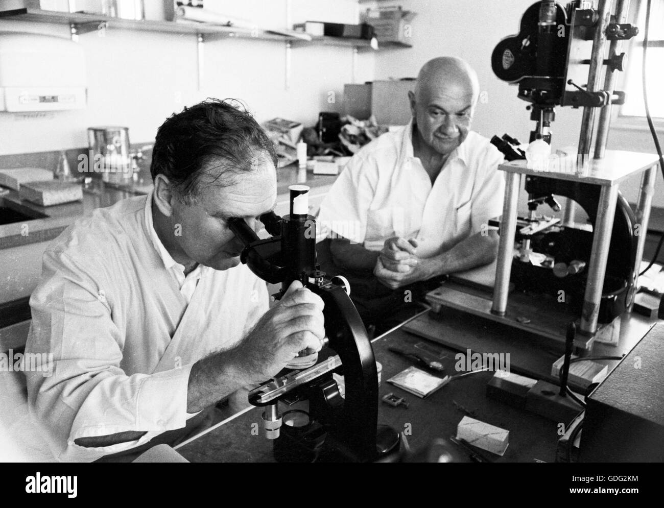 Roman Vishniac lavorando nel suo laboratorio, 1961 Foto Stock