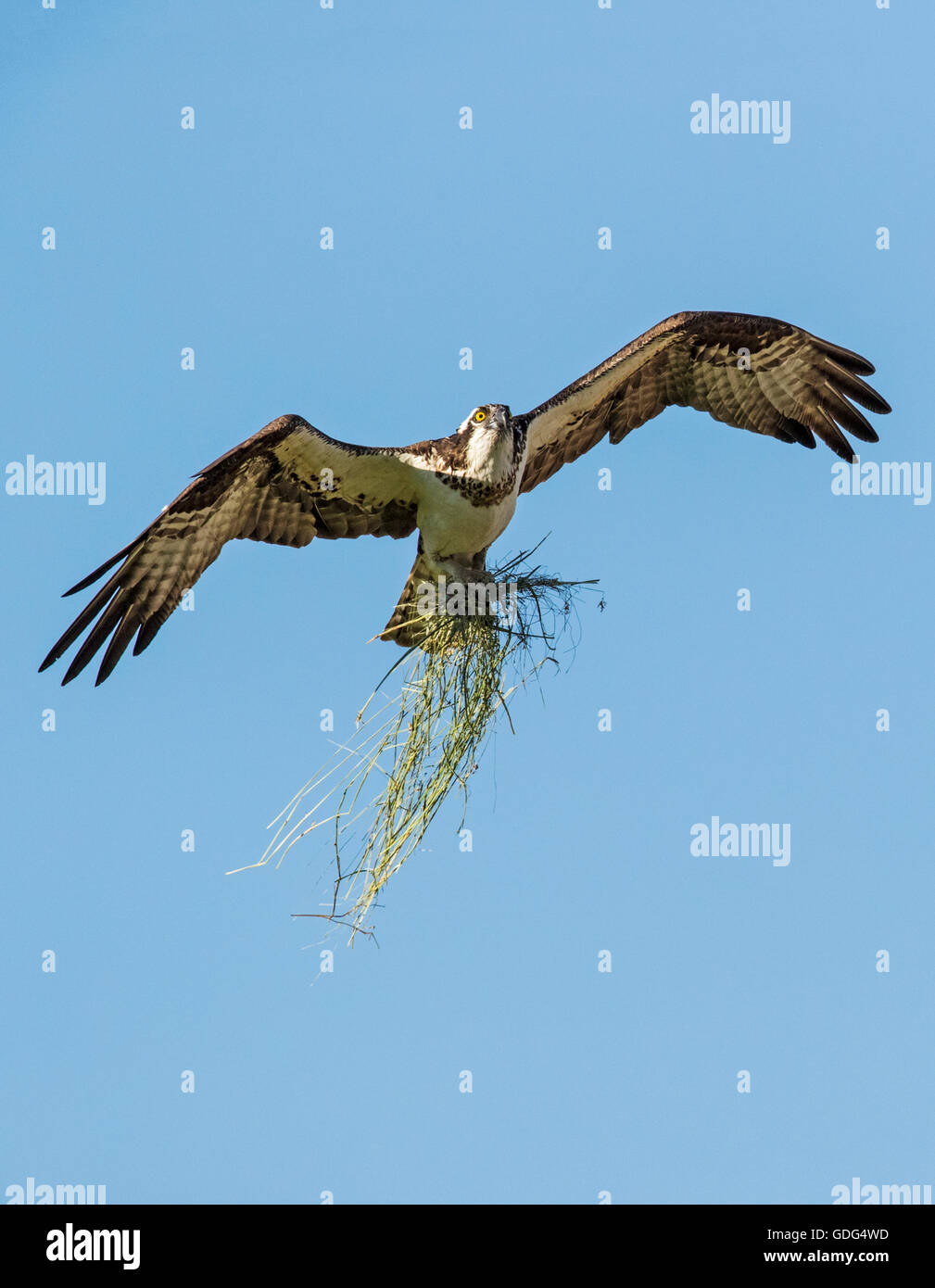 Osprey in volo portando bastoni a nido; Pandion haliaetus, sea hawk, pesce aquila; fiume hawk; pesce hawk; raptor Foto Stock