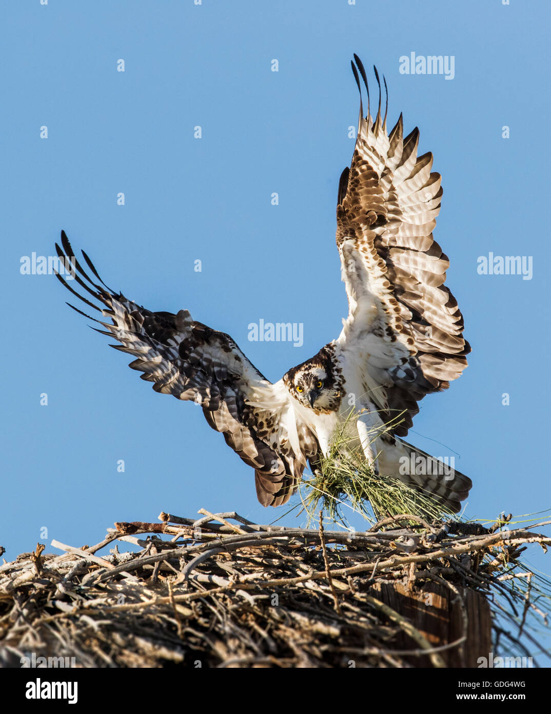 Osprey battenti a nido, Pandion haliaetus, sea hawk, pesce eagle, fiume hawk, pesce hawk, raptor, Chaffee County, Colorado, STATI UNITI D'AMERICA Foto Stock