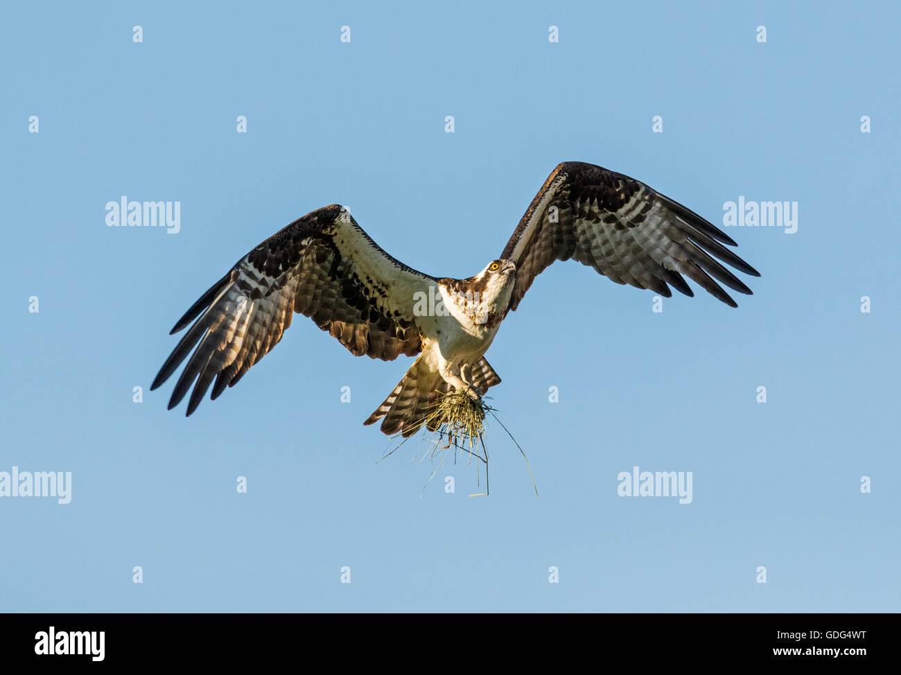 Osprey in volo portando bastoni a nido; Pandion haliaetus, sea hawk, pesce aquila; fiume hawk; pesce hawk; raptor Foto Stock