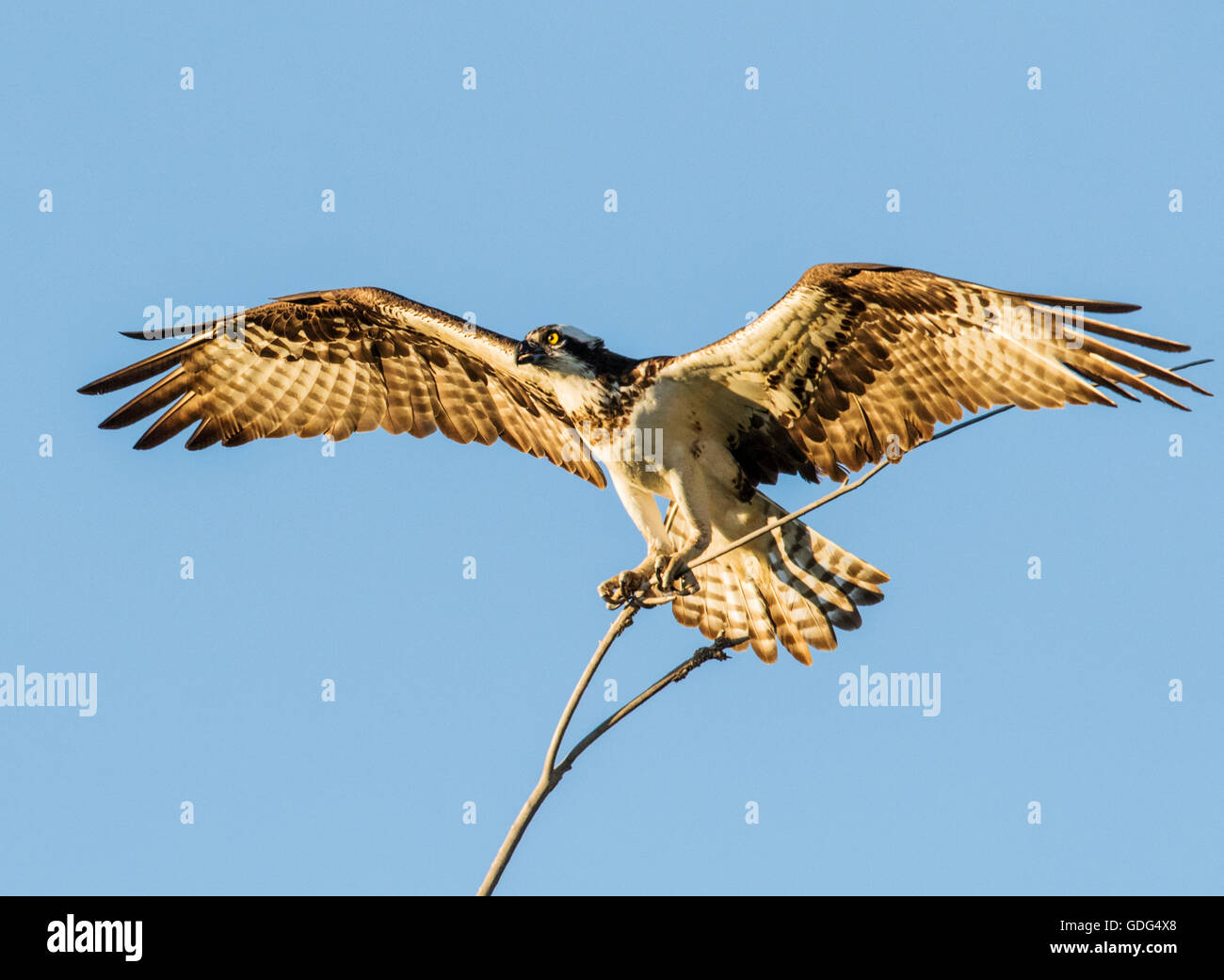 Osprey in volo portando bastoni a nido; Pandion haliaetus, sea hawk, pesce aquila; fiume hawk; pesce hawk; raptor Foto Stock