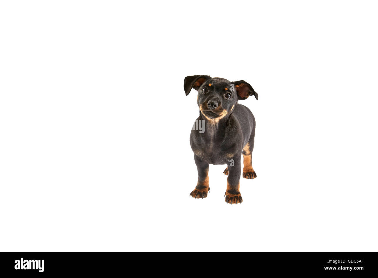 Cucciolo Lancashire Heeler tagliato Foto Stock