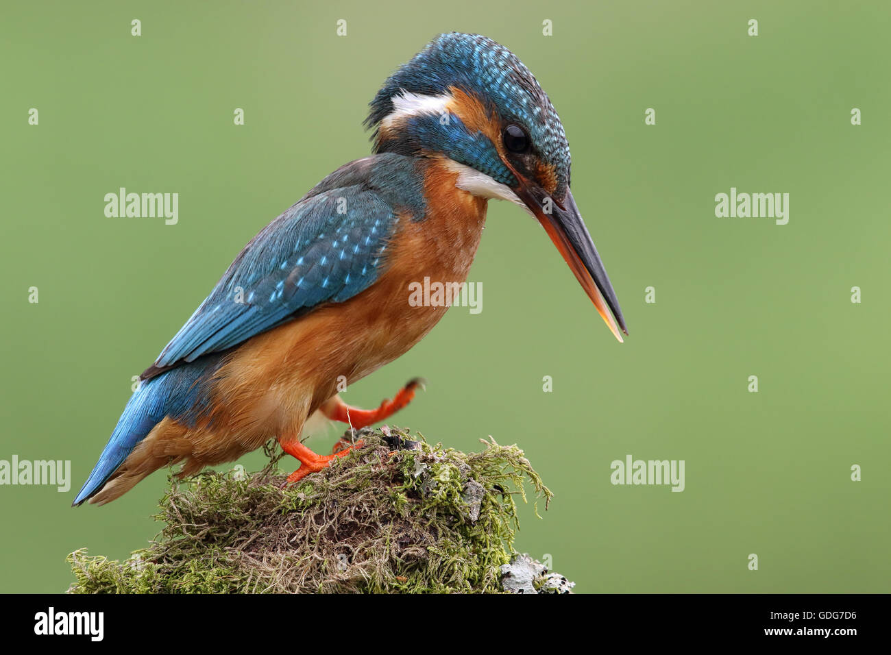 Wild Common Kingfisher (Alcedo atthis) ritratto con sfondo verde. Preso in Scozia. Foto Stock