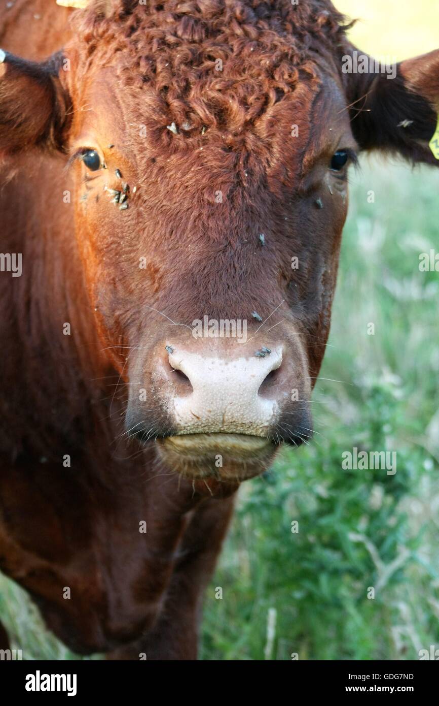 Mucca di Devon rubino Foto Stock
