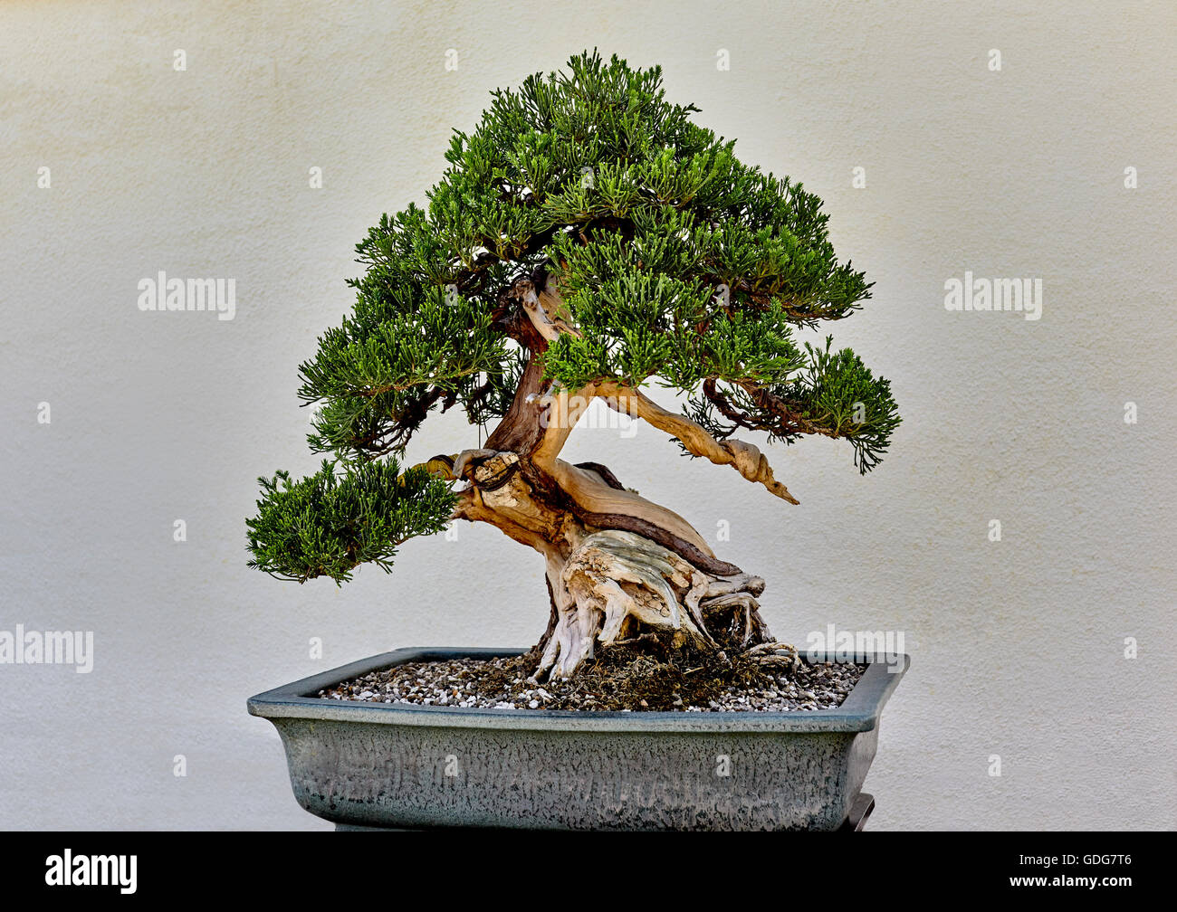 Creeping Ginestra bonsai piante in vaso Foto Stock