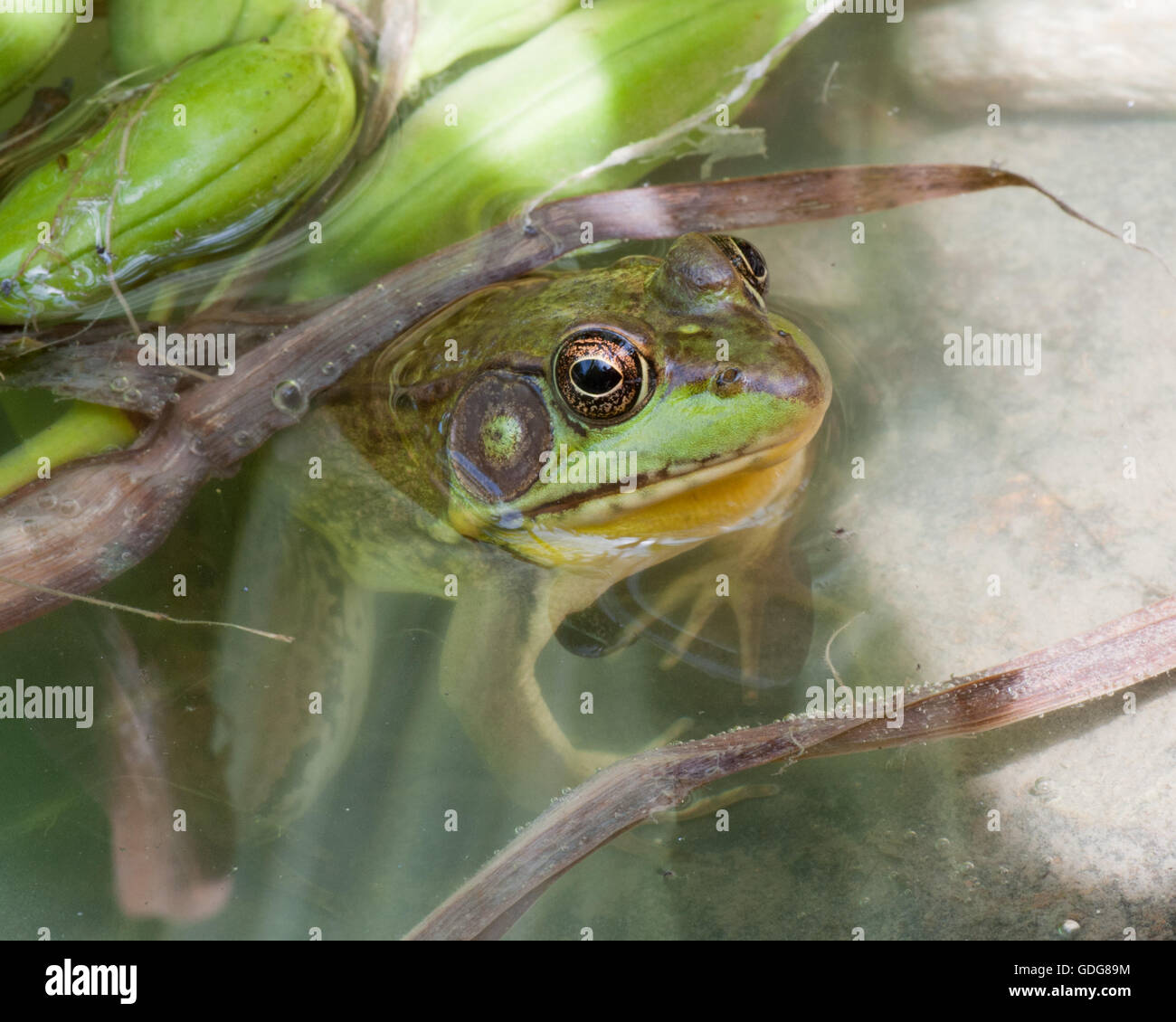 Bullfrog seduto in acqua in una palude. Foto Stock