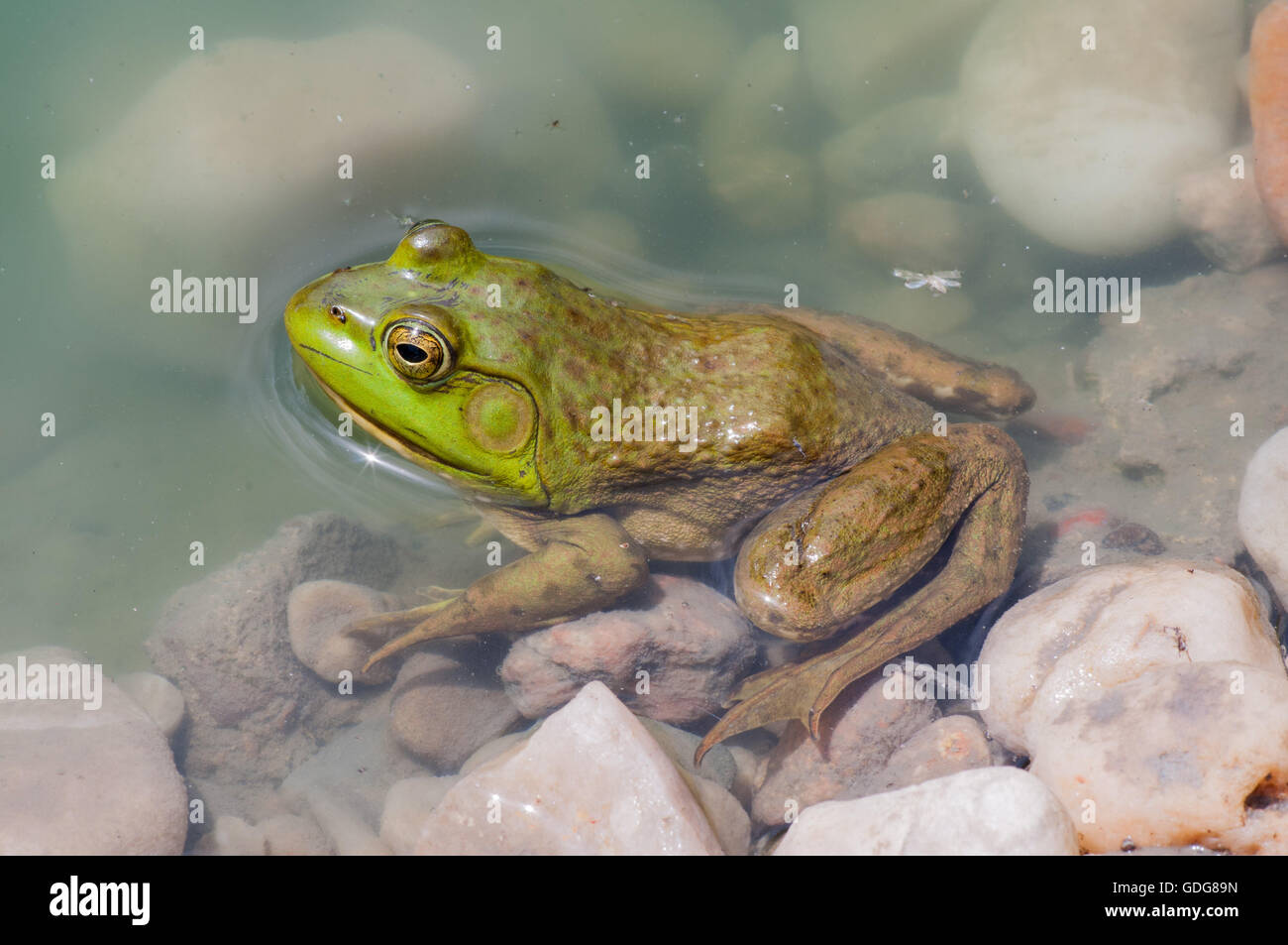 Bullfrog seduto in acqua in una palude. Foto Stock