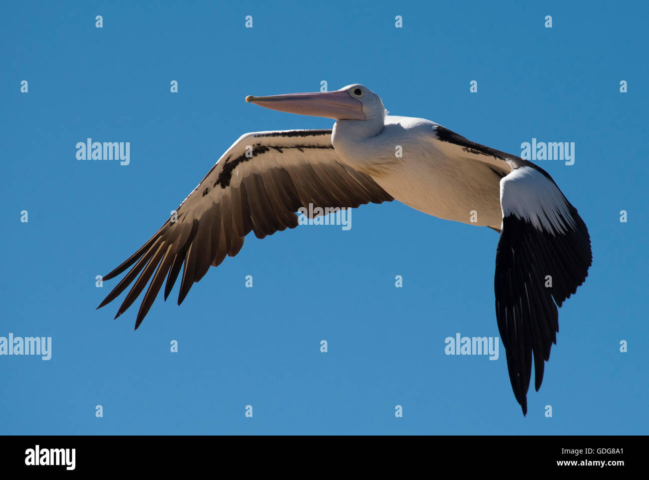 Pellicano australiano (Pelecanus conspicillatus) in volo su Patonga, Broken Bay, Nuovo Galles del Sud, Australia Foto Stock