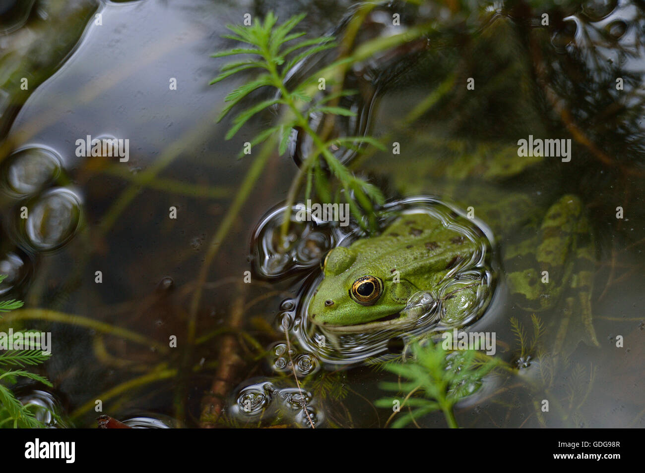 Rana verde, Pelophylax esculentus, ranidi, Formello, Lazio, Roma, Italia Foto Stock