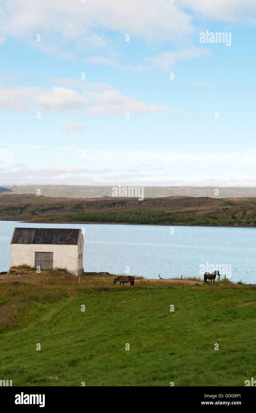 Islanda: Egilsstadir paesaggio sulle rive del fiume Lagarfljot. Egilsstadir è il più grande insediamento della Regione orientale Foto Stock