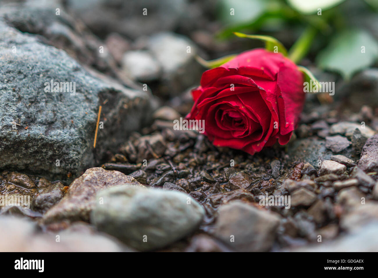 Una rosa vicino Ponte ashness, potenzialmente triste significato per essendo lasciato qui? Foto Stock