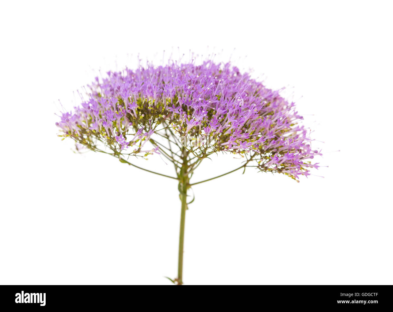 Viola chiaro pentas minuscoli fiori isolati su sfondo bianco Foto Stock Viola chiaro pentas minuscoli fiori isolati su sfondo bianco Foto Stock