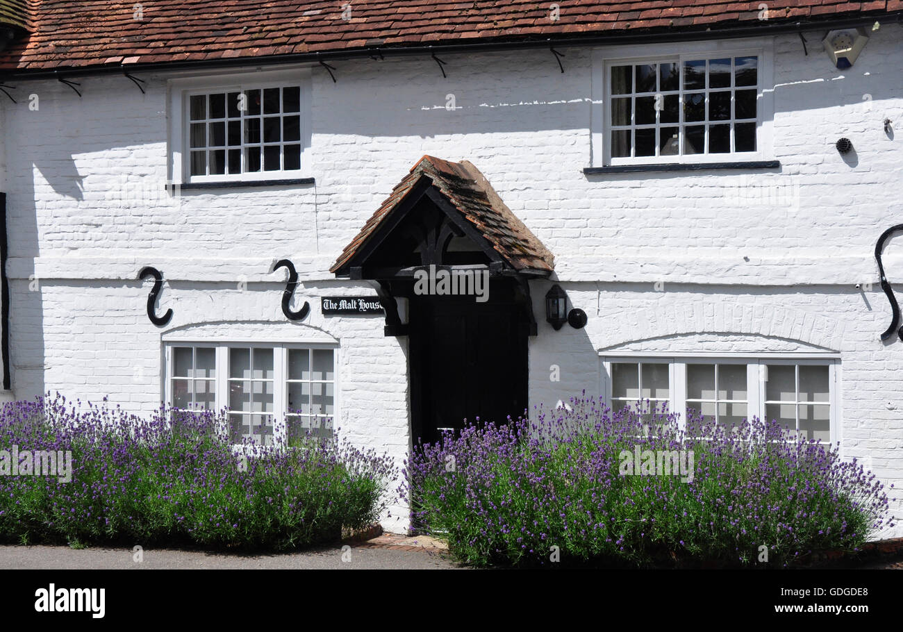 Berks - Sonning - periodo cottage - tetto di tegole rosse e - pareti dipinte di bianco - portico robusto e sportello - lavanda in fiore - la luce del sole Foto Stock