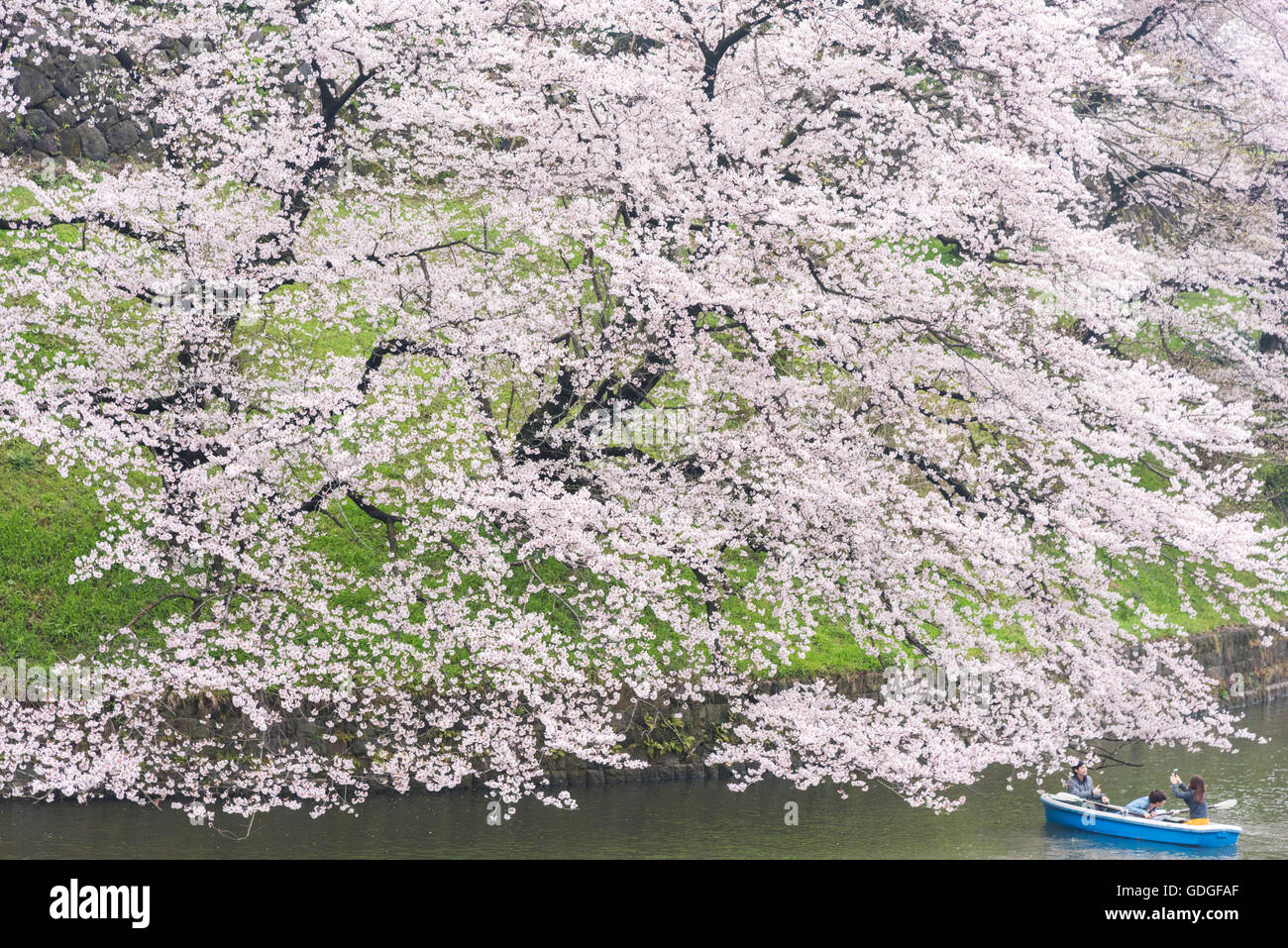 Cherry blossom,Chidorigafuchi,Kokyo Gaien Kitanomaru Park,Chiyoda-Ku,Tokyo,Japan Foto Stock