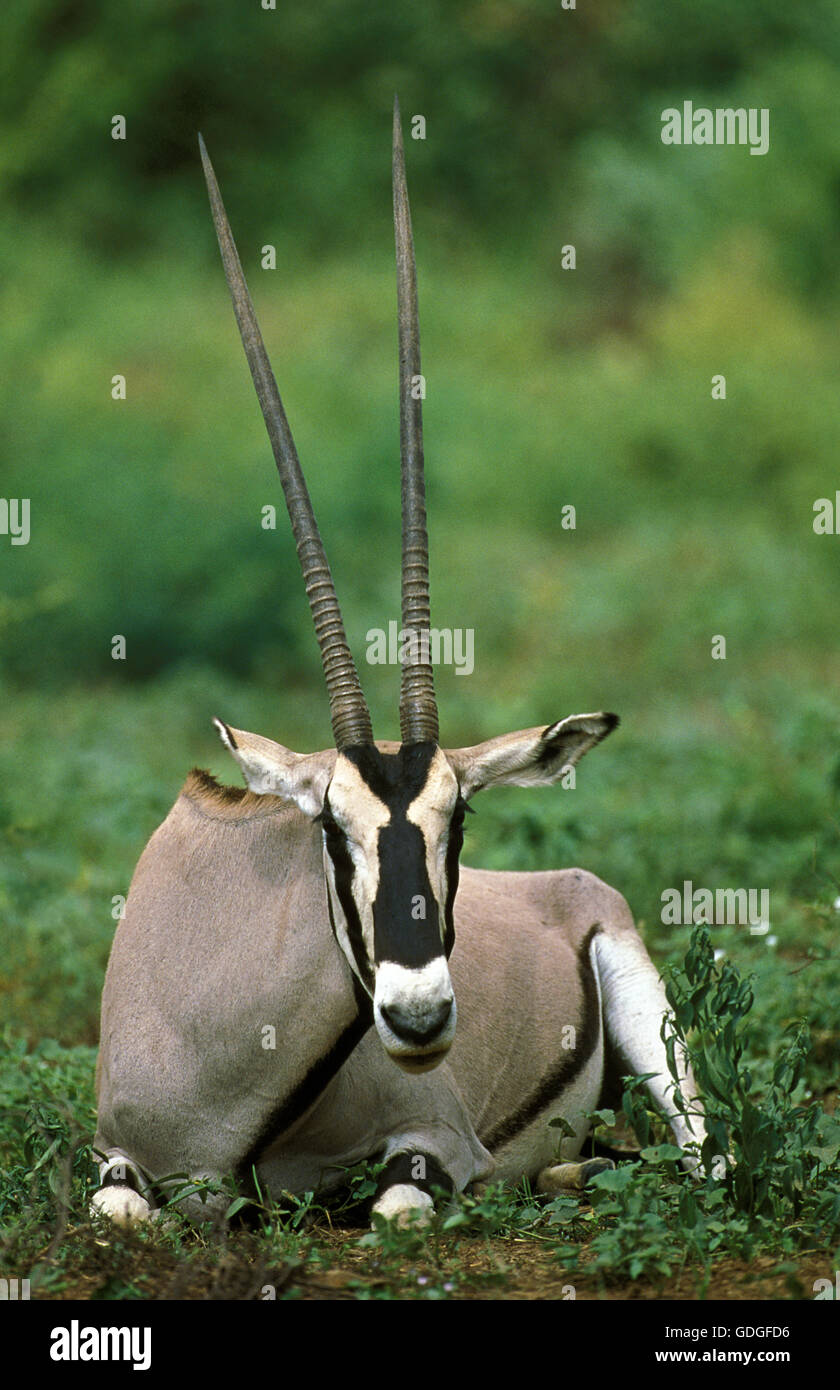 Beisa Oryx, oryx beisa, maschio che stabilisce, Kenya Foto Stock