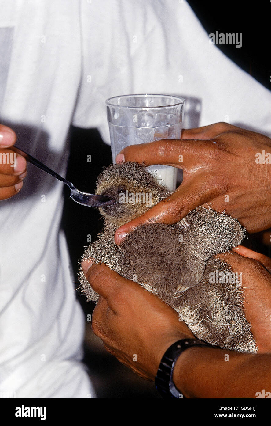 Maned tre dita bradipo, bradypus torquatus, Vet dando cibo per il bambino, Pantanal in Brasile Foto Stock