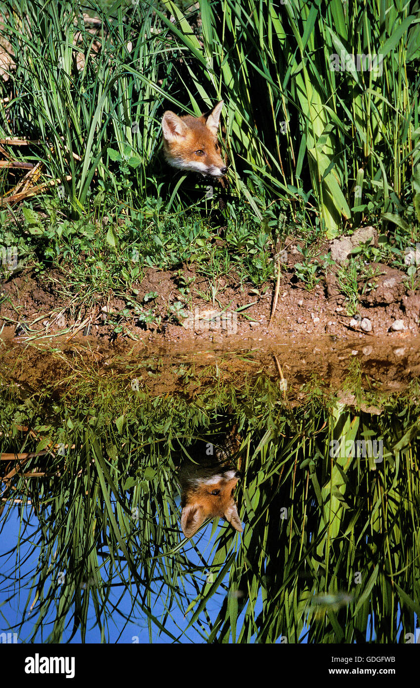 Red Fox, vulpes vulpes, acqua riflessione, Normandia Foto Stock