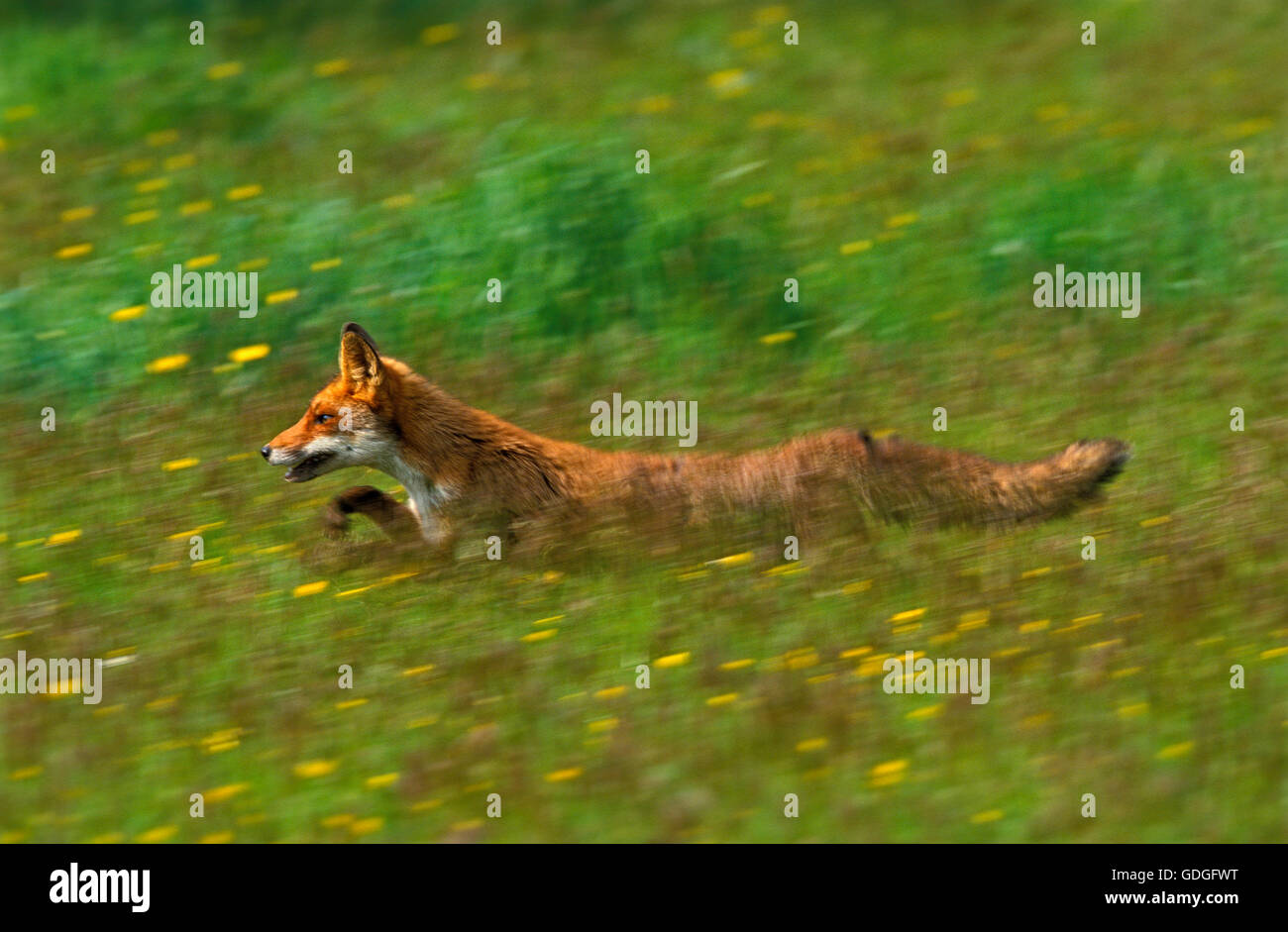 Red Fox, vulpes vulpes, adulti in esecuzione attraverso la campagna Foto Stock