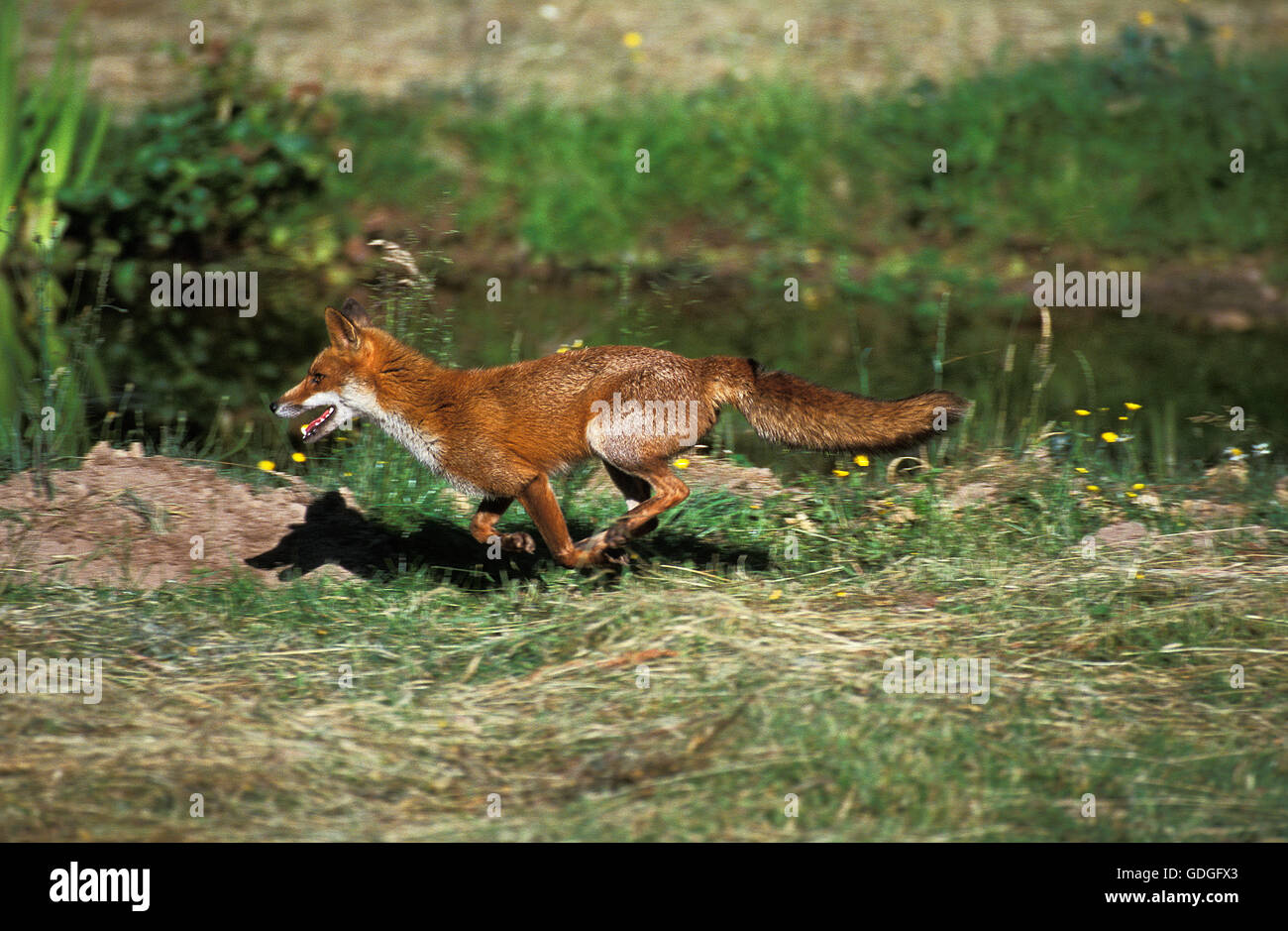 Red Fox, vulpes vulpes, adulti in esecuzione, Normandia Foto Stock