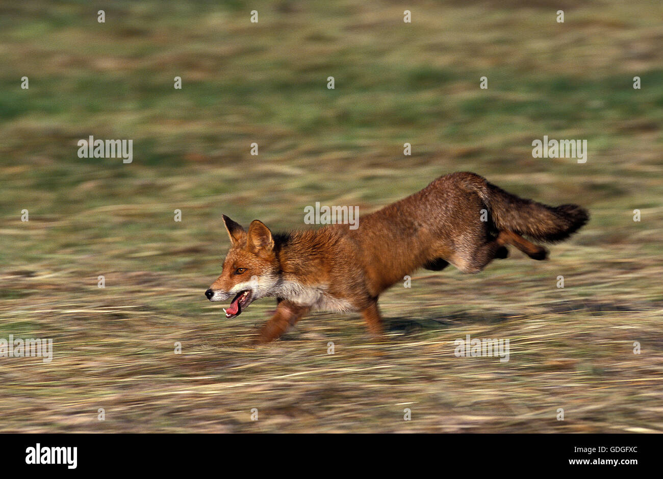 La volpe rossa vulpes vulpes, adulti in esecuzione attraverso il prato Foto Stock