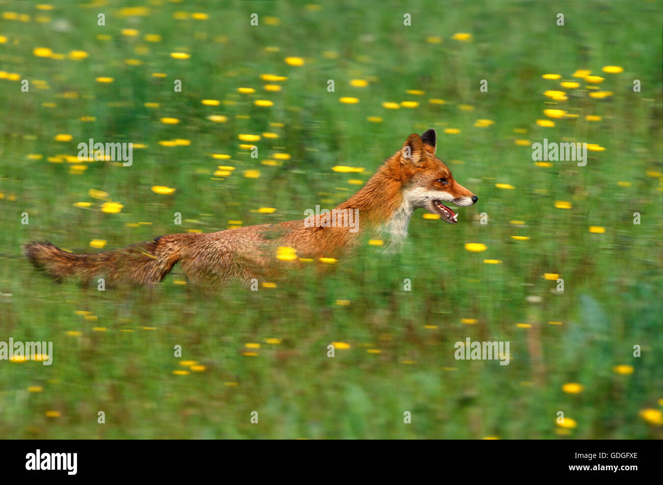 Red Fox, vulpes vulpes, adulti in esecuzione, Normandia Foto Stock