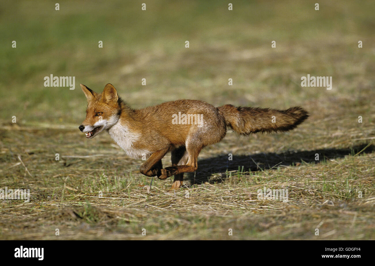 RED FOX vulpes vulpes in esecuzione sull'erba Foto Stock