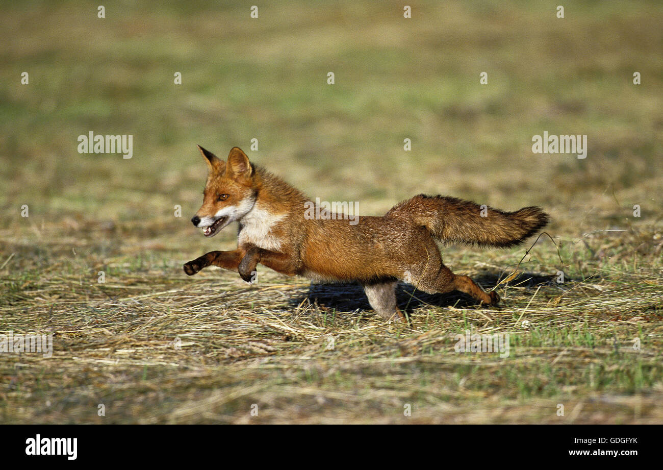 La volpe rossa vulpes vulpes, adulti in esecuzione Foto Stock