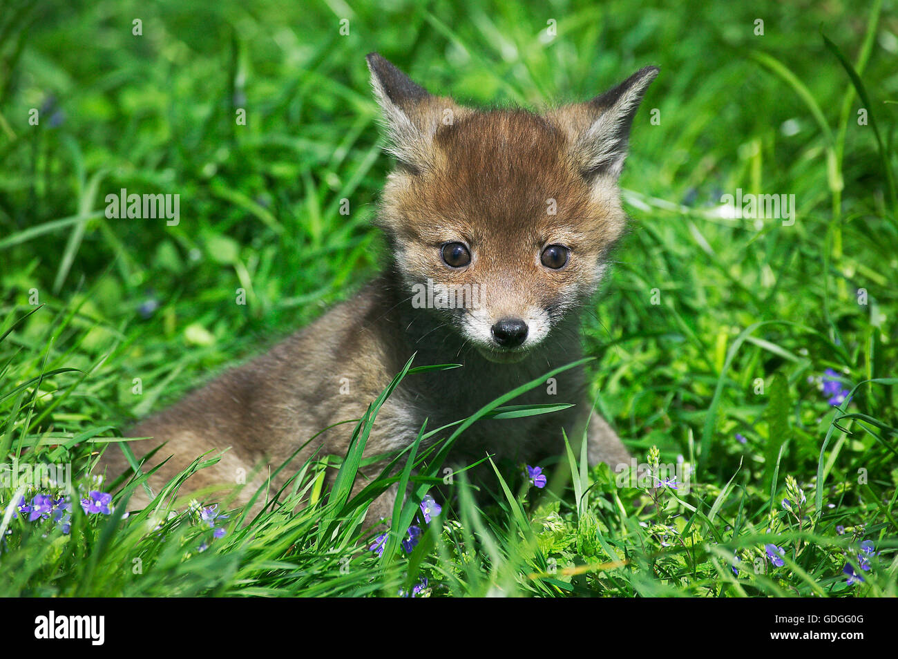 Red Fox, vulpes vulpes, Cub seduto su erba, Normandia Foto Stock