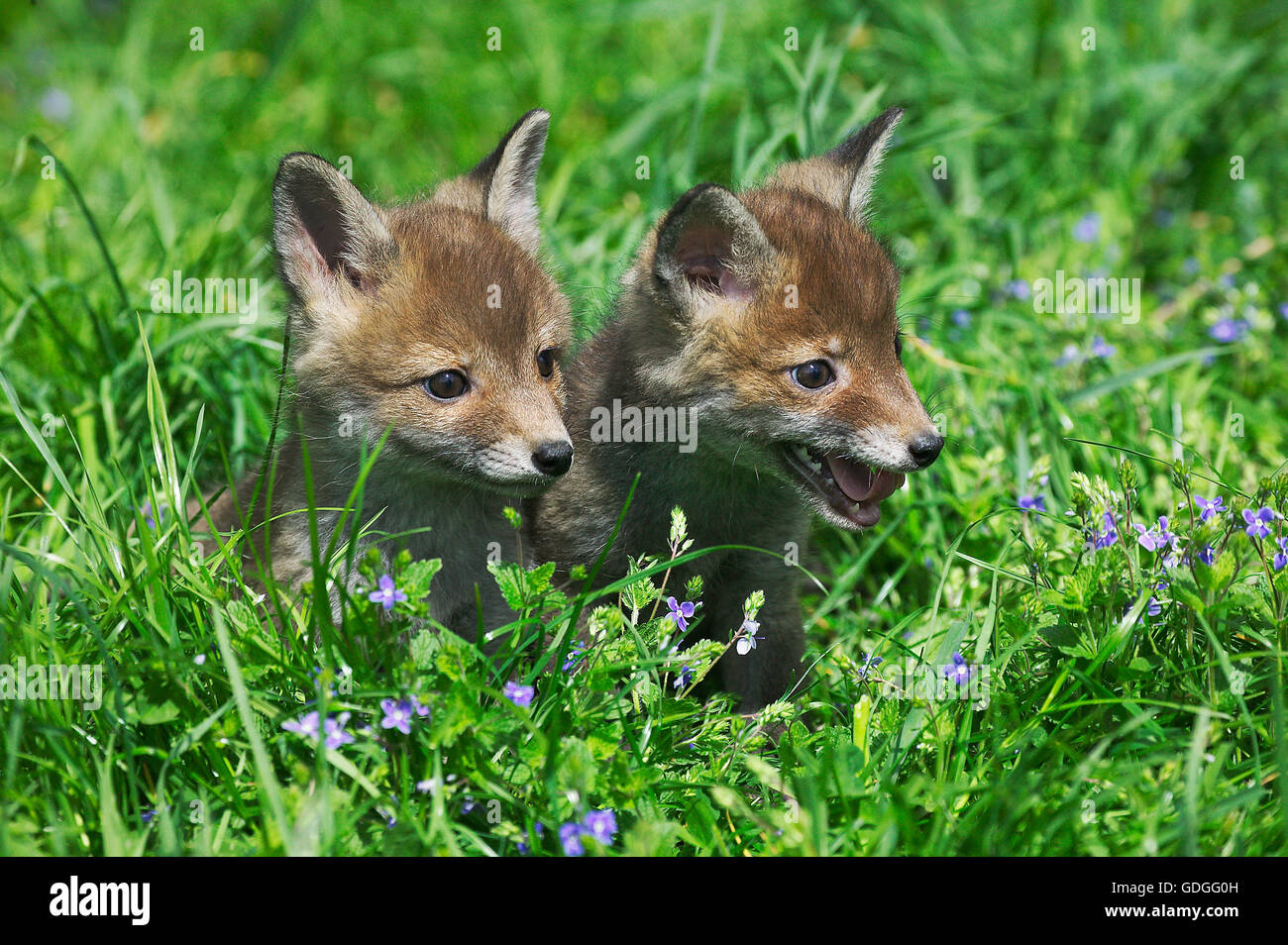 Red Fox, vulpes vulpes, Pup in erba lunga, Normandia Foto Stock