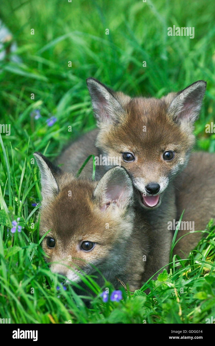 Red Fox, vulpes vulpes, Cubs su erba, Normandia Foto Stock